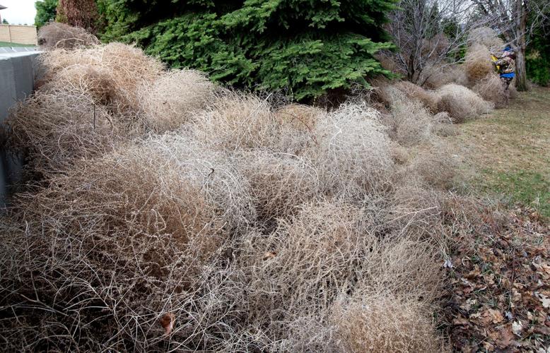 Attack of the Tumbleweeds!