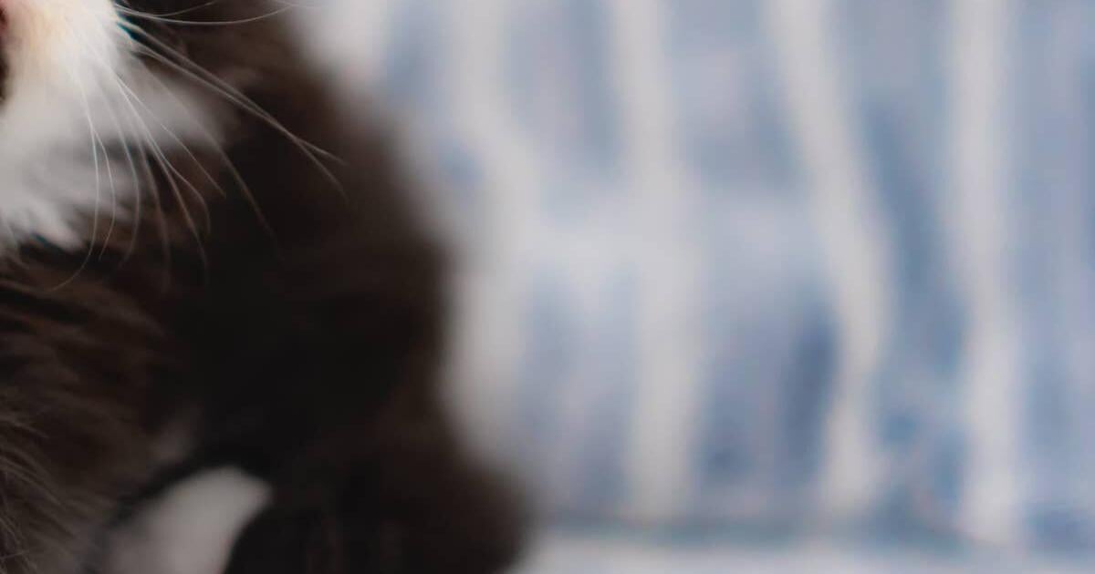 Fluffy Persian Cat With a Giant Mustache Looks Like a Tiny Italian Chef Making Meatballs