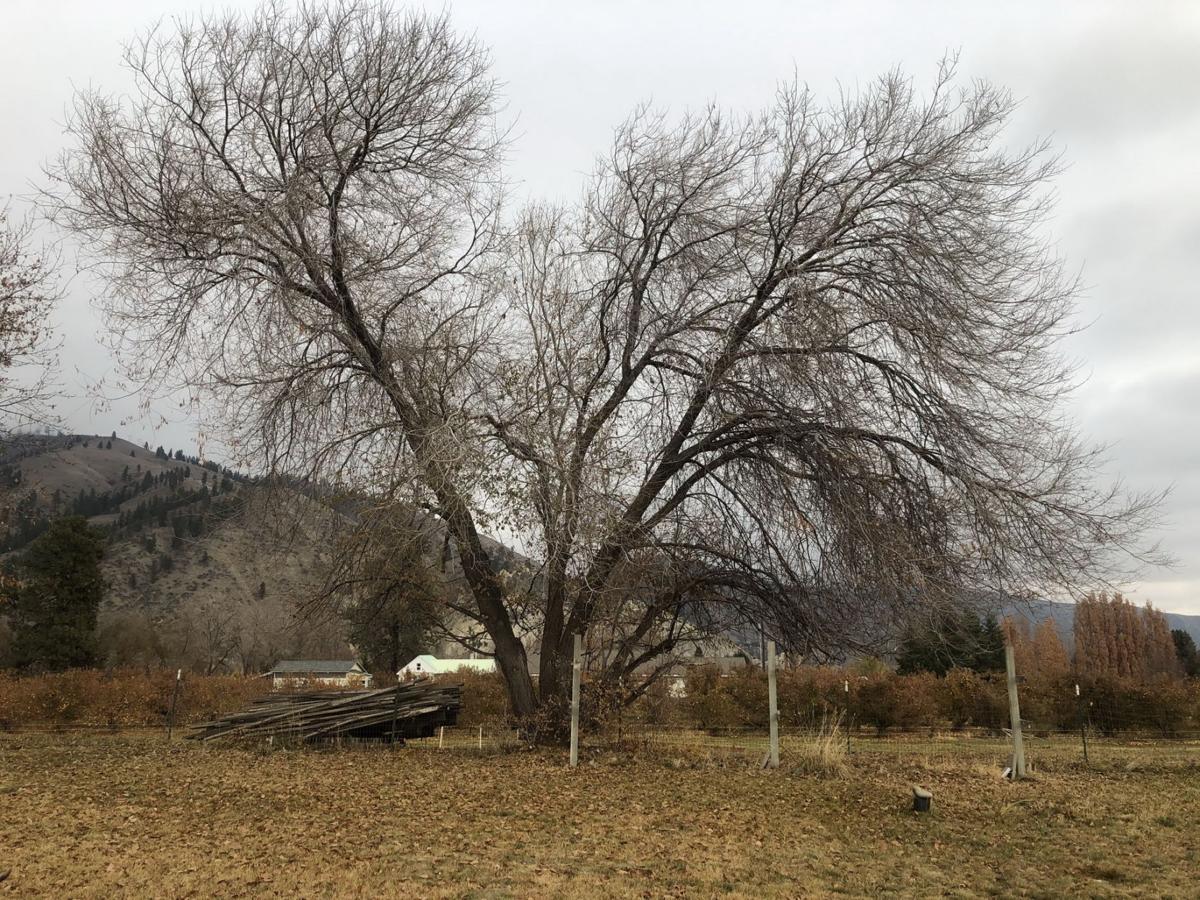 Siberian Elm Is A Troublesome Tree To Be Avoided Community Wenatcheeworld Com