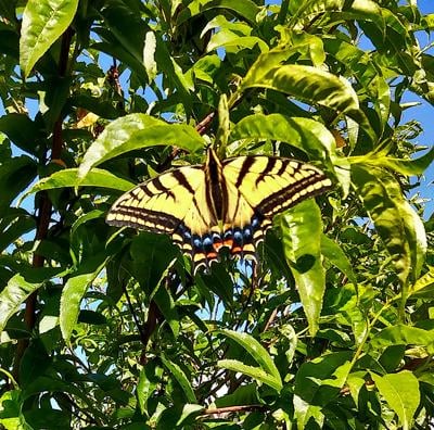 Butterfly spotted in tree | Empire Press | wenatcheeworld.com