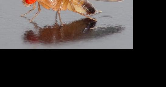 Are fruit flies invading your WA home? This is how to keep them away from your kitchen - Vimarsana News