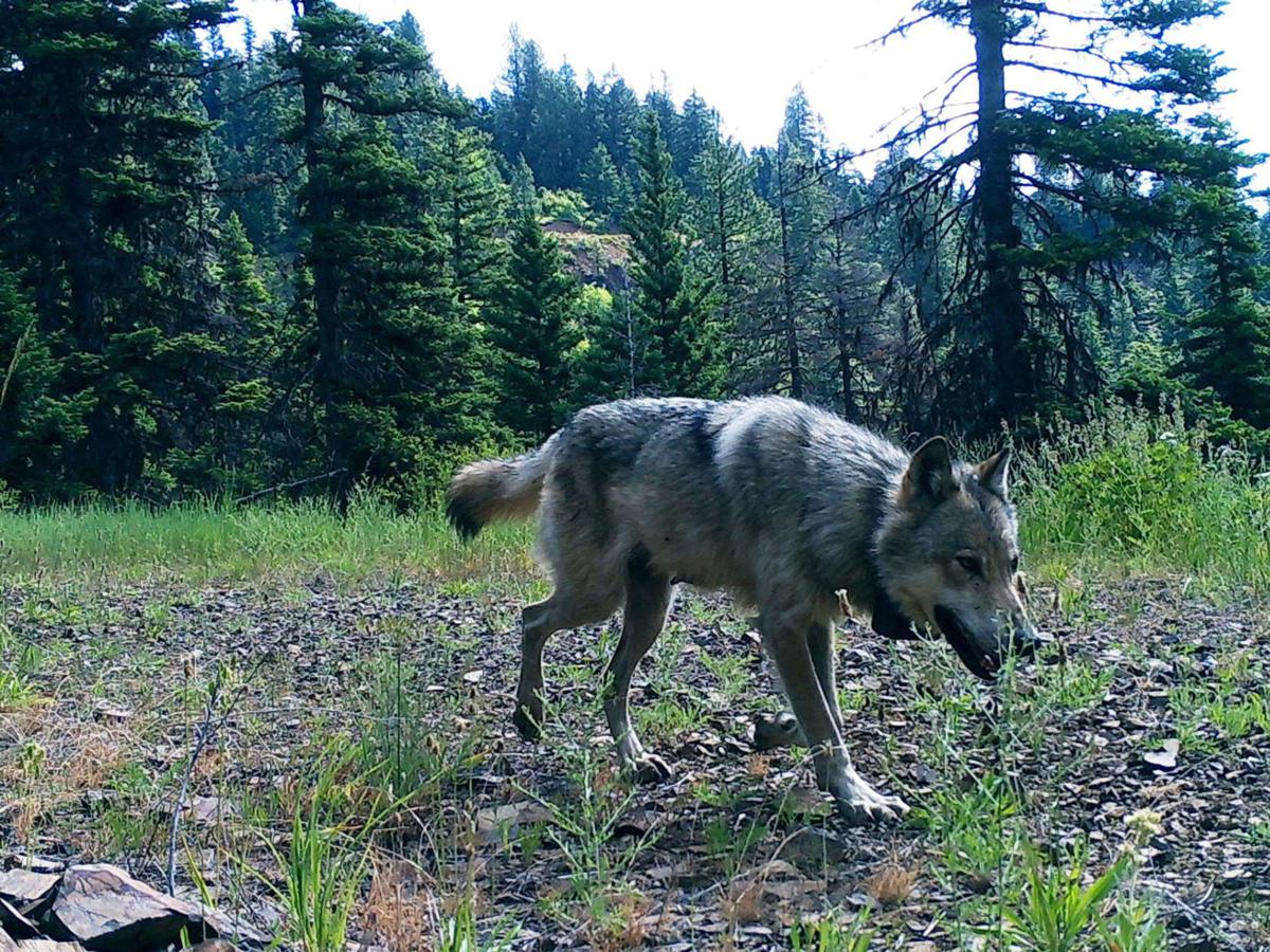 Gray wolves are protected in Washington. So why does the state keep ...