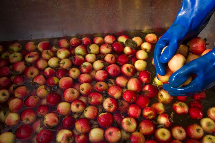 Hard cider Old orchard makes good Local News