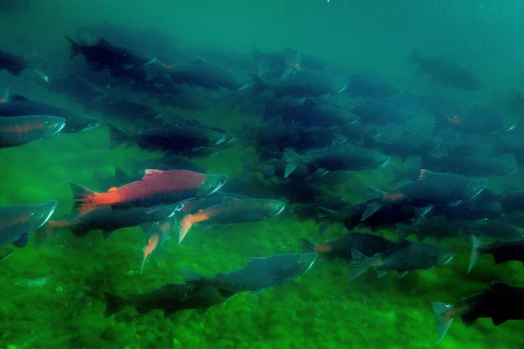 Sockeye returns near Wenatchee shatter 30year records News