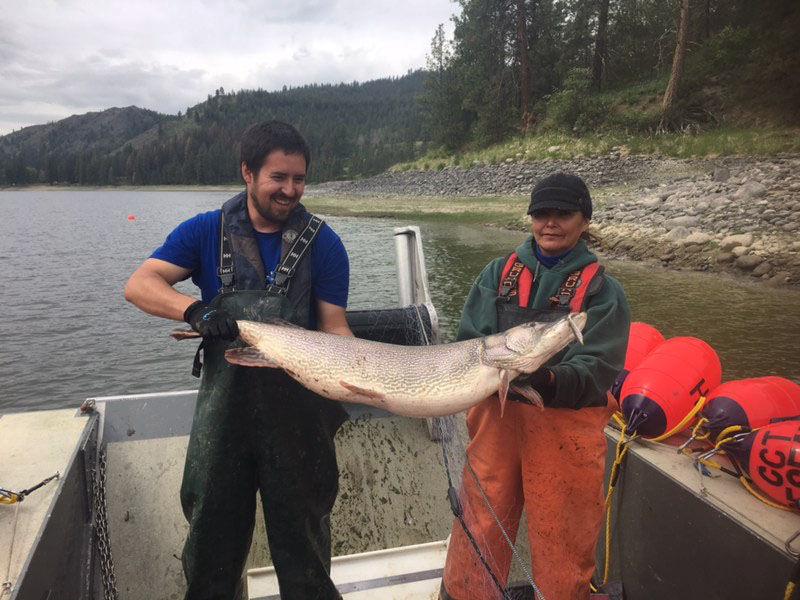 State upgrades northern pike invasive species listing Northwest