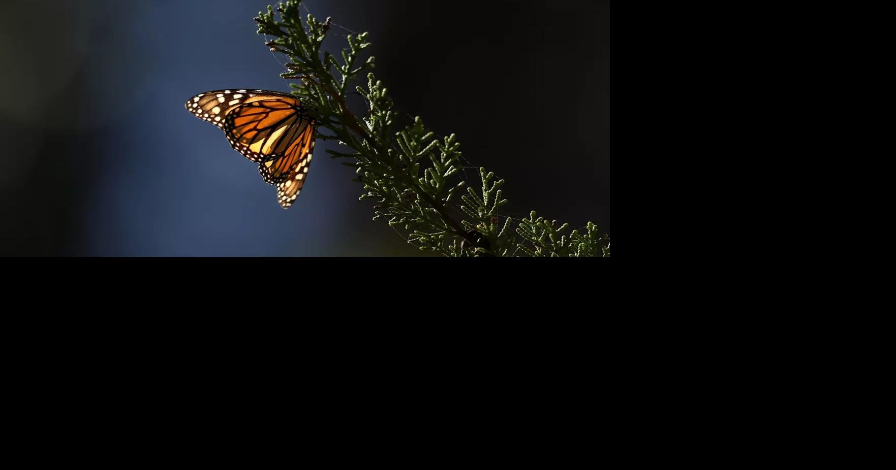 Ventura County residents to get milkweed for monarchs