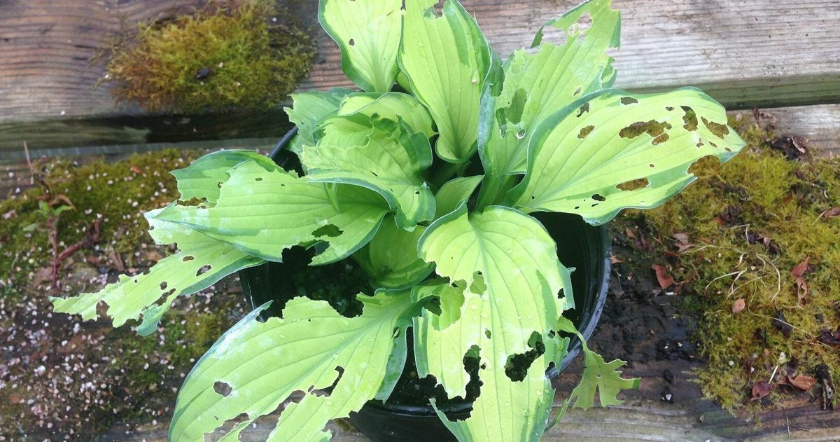 When it comes to garden slugs, prevention is key | lifestyles ...