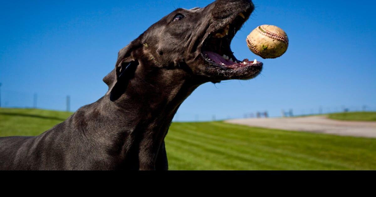 Dodger Blue  Golden retriever names, National league, Dodgers