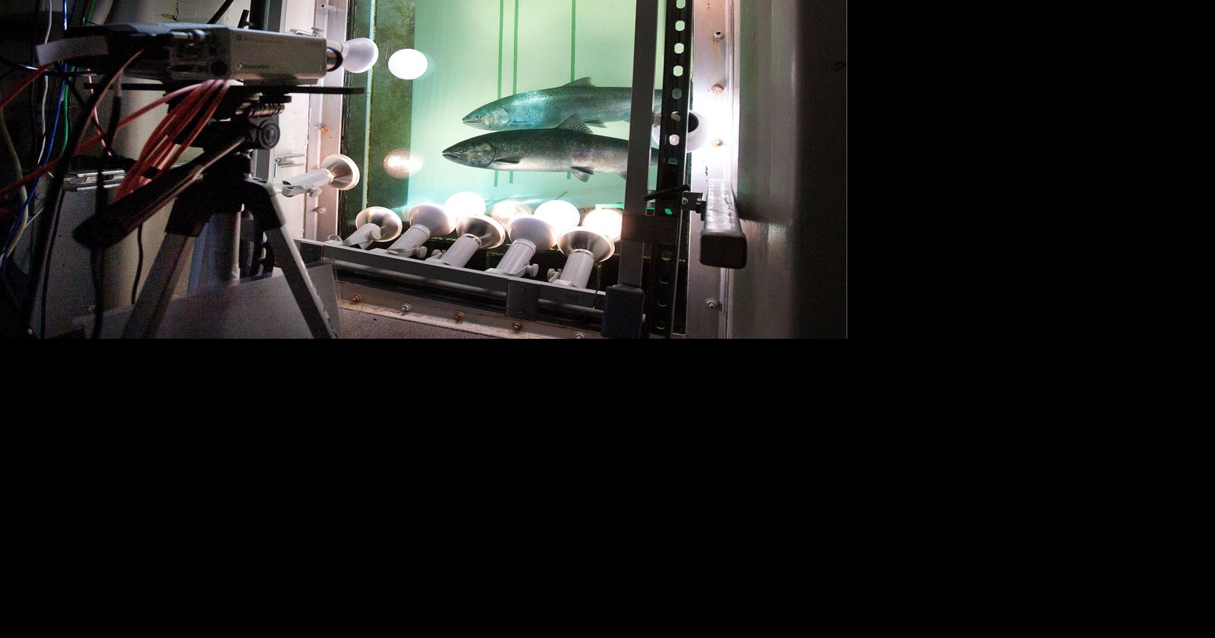 Fish counting — not an exact science, but getting closer | lifestyles ...