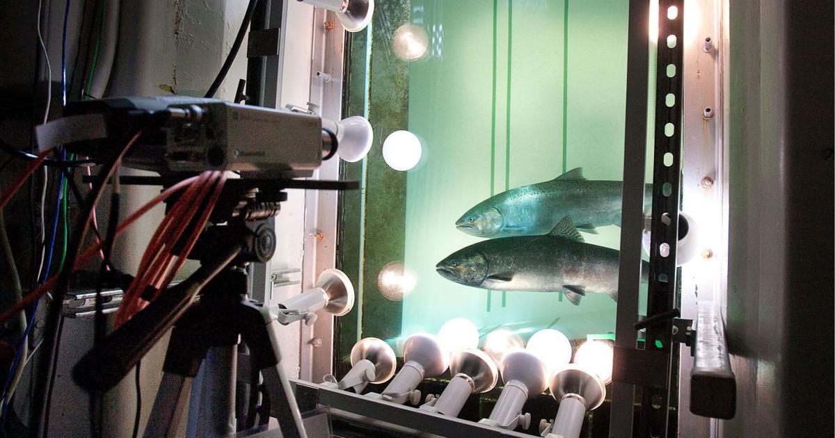 Fish Enumeration Fish counting — not an exact science, but getting closer | lifestyles ...