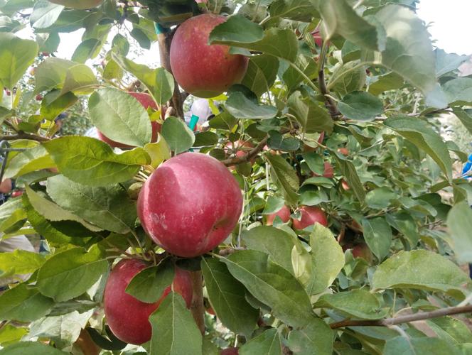 Cosmic Crisp A new apple of our eye Business