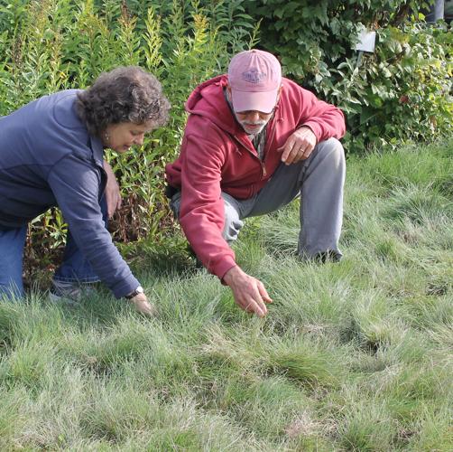 A native lawn alternative worth considering Local News