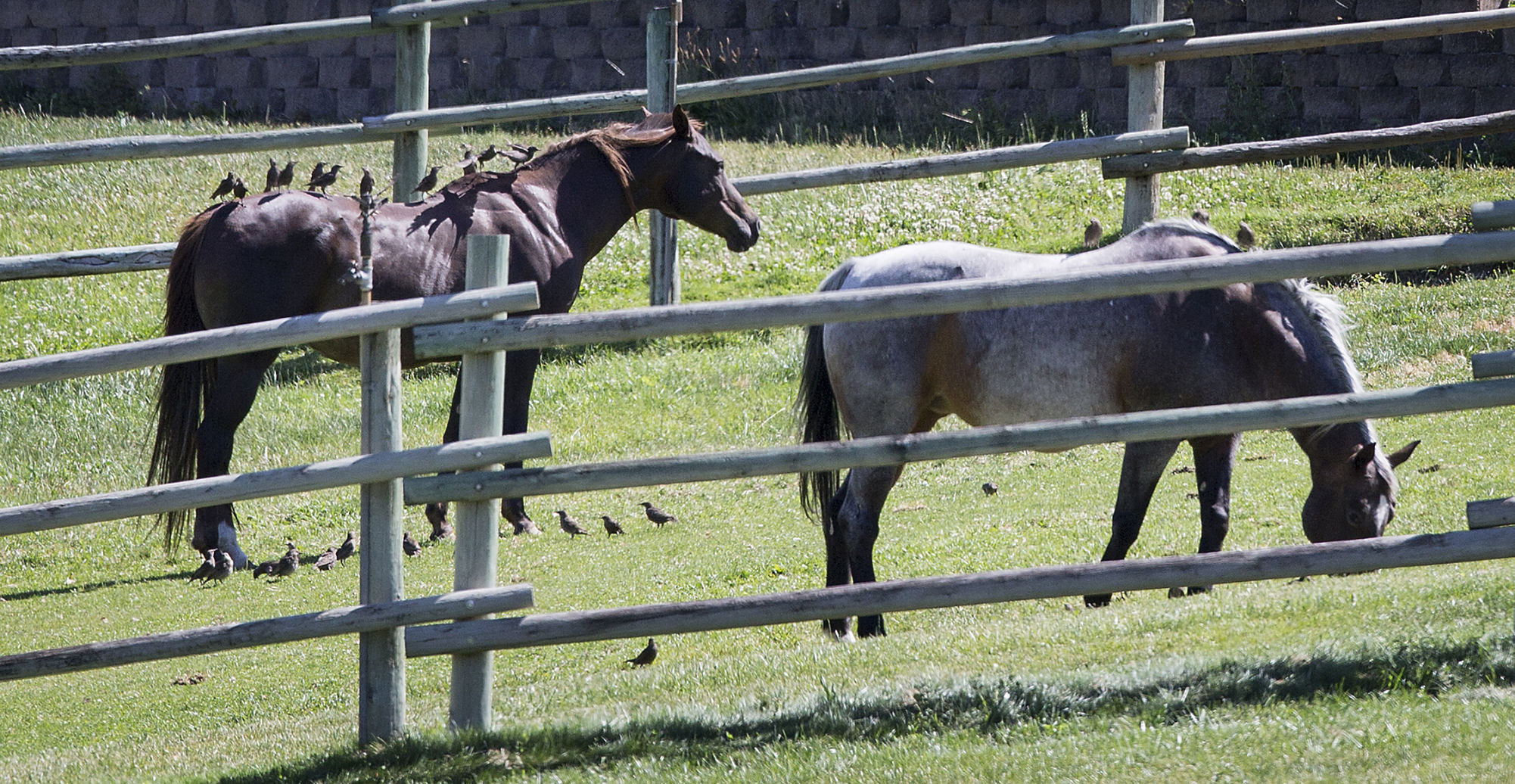 Photo Winged horses Local News