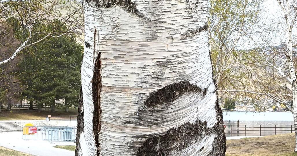 Do Trees Have Eyes