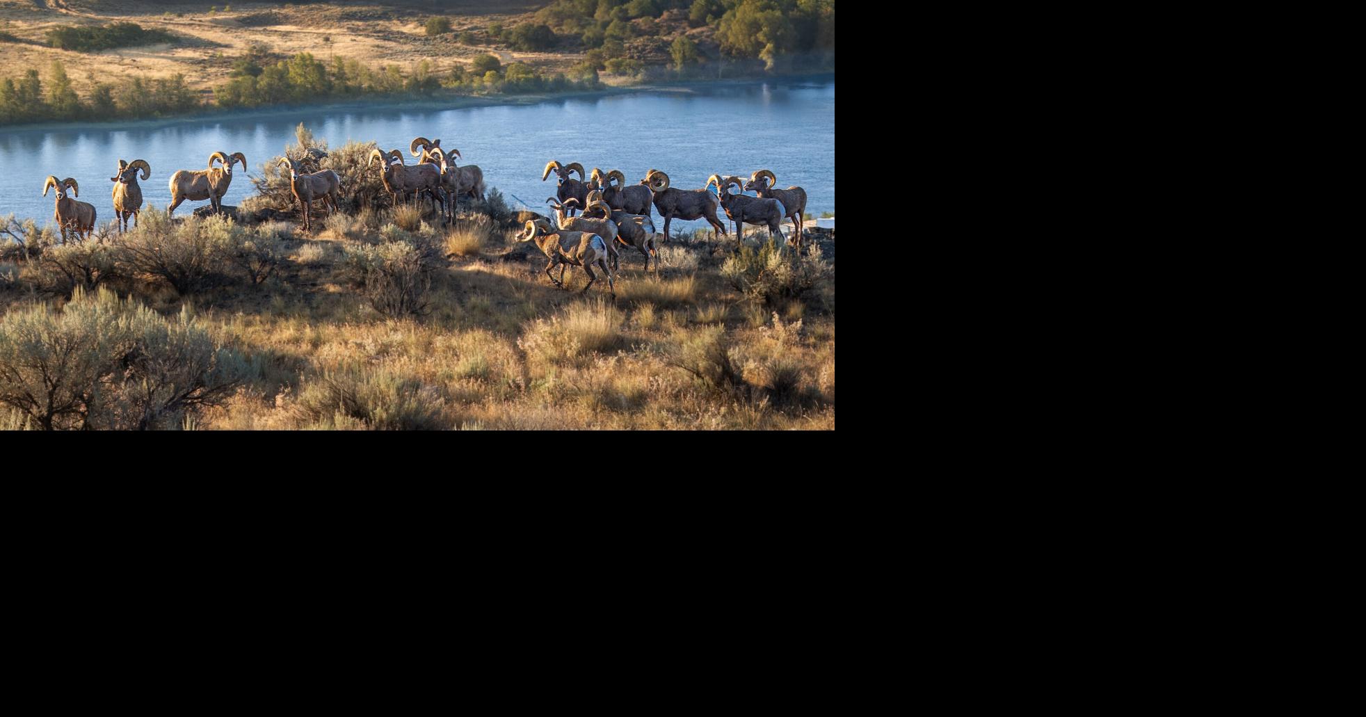 Land Trust, Wenatchee near goal to protect Lookout Natural Area