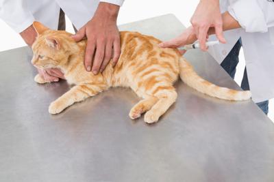 Cats Treated For Wildfire Burns Offer Clues For Human Veterinary