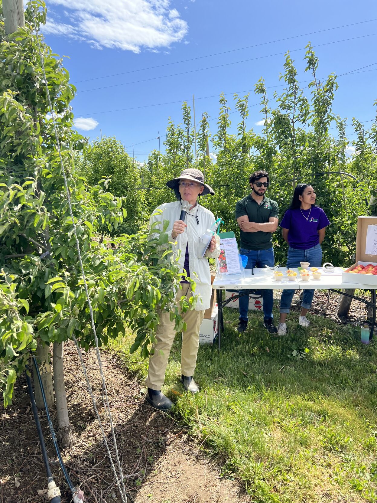 WSU researchers present new WA 64 apple in Rock Island Quincy