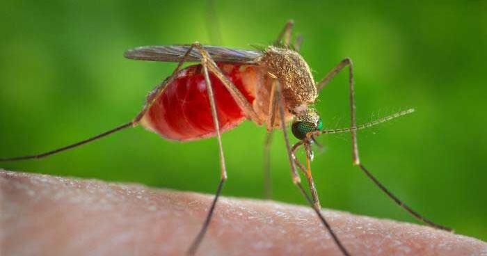 'Anomalies' roll back Chiwawa Mosquito District - Vimarsana News