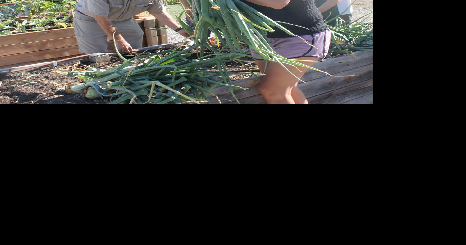 Raising big onions is a race against the sun