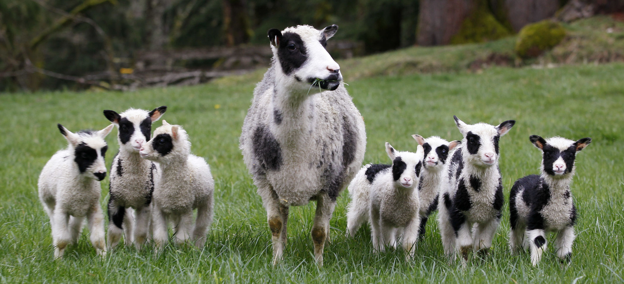 Wash. Finnsheep ewe gives birth to 7 lambs | Northwest News