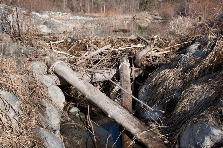 Beavers dam fish habitat, block salmon route Local News