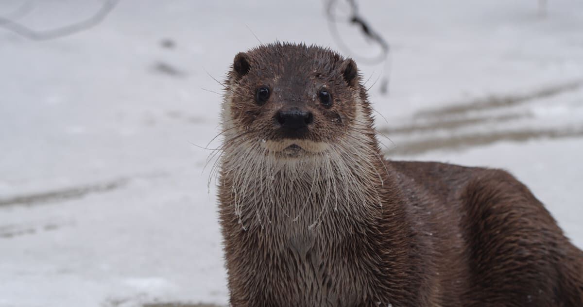 The Playful Otter: Soggy Doggy