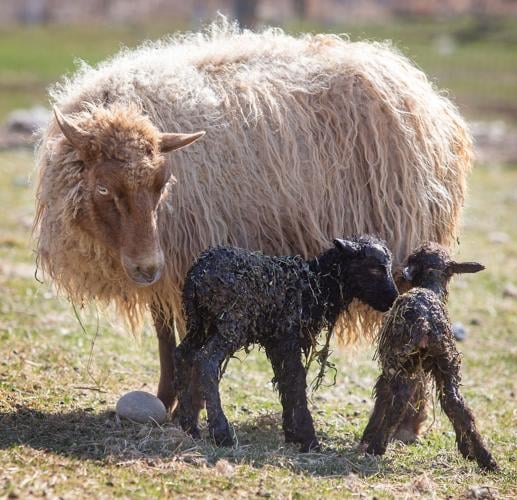 230316-newslocal-newborns 02.jpg