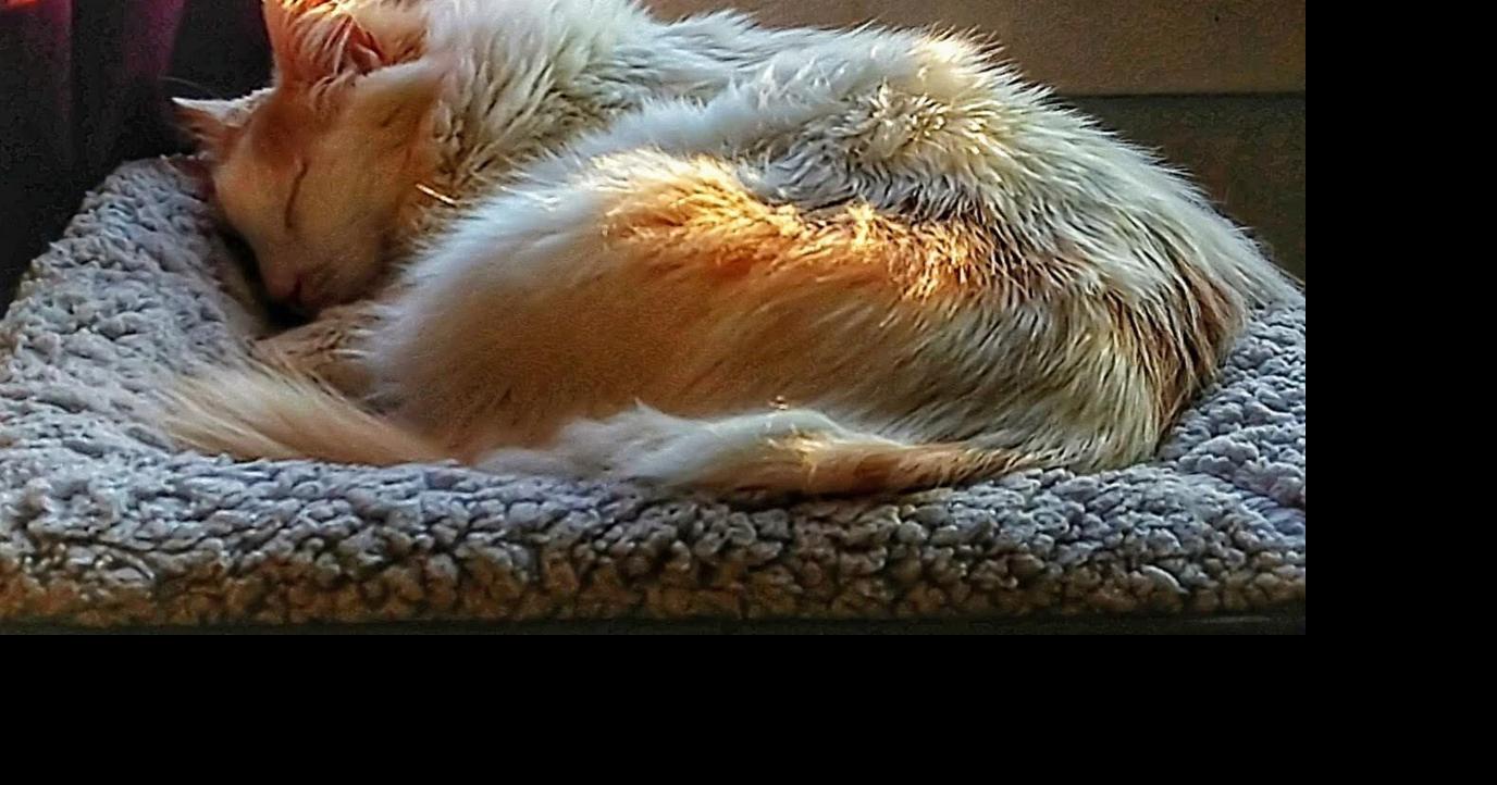 Dear Gabby Why do cats like the sun? Community