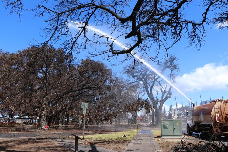 Wenatcheefounded company works to keep firedamaged historic Lahaina banyan tree alive