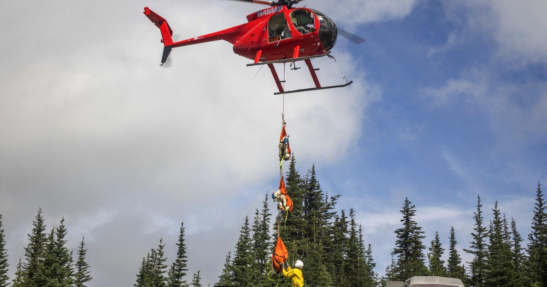 Survival struggles: Translocated mountain goats deal with native North Cascades issues - Vimarsana News