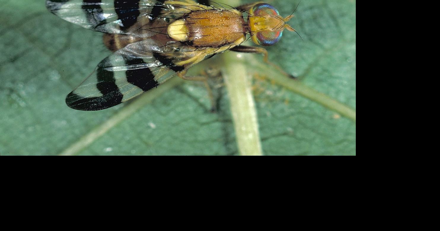In the Garden: Now is the time to combat the Walnut Husk Fly | At Home ...