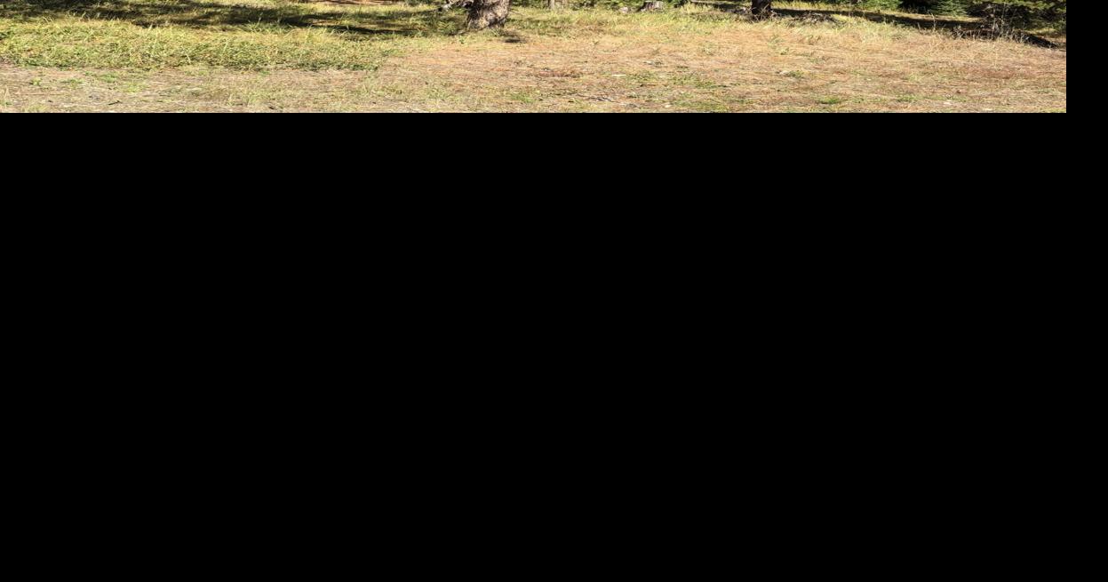 Why is my pine tree losing its needles? Local News