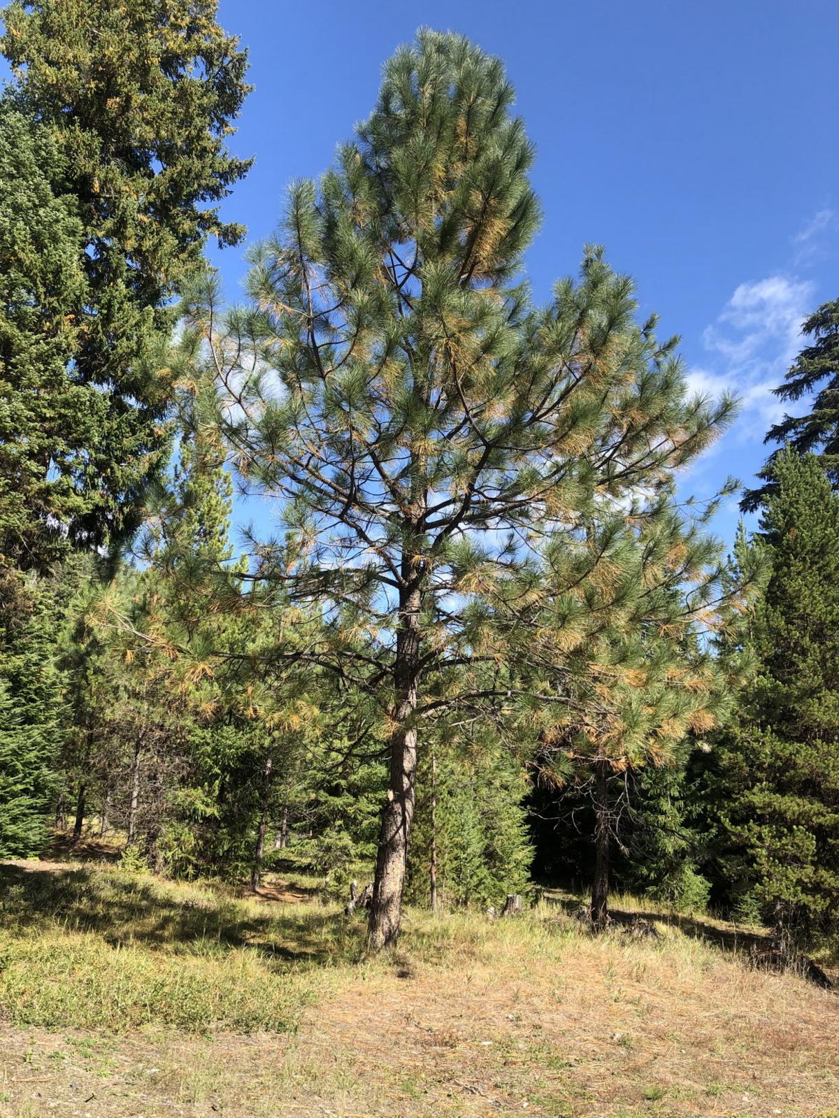 Why Is My Pine Tree Losing Its Needles Connections Wenatcheeworld Com