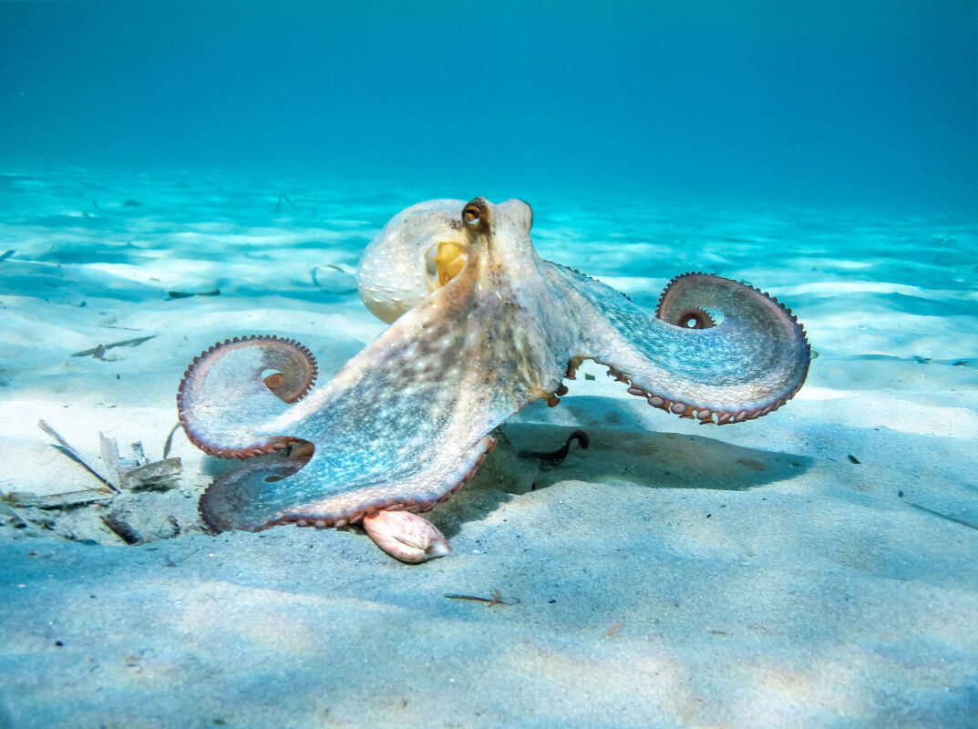 Rare 'Dumbo octopus' filmed near the Hawaiian Islands