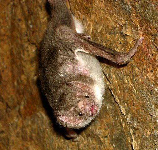 Why killing vampire bats won't stop spread of rabies