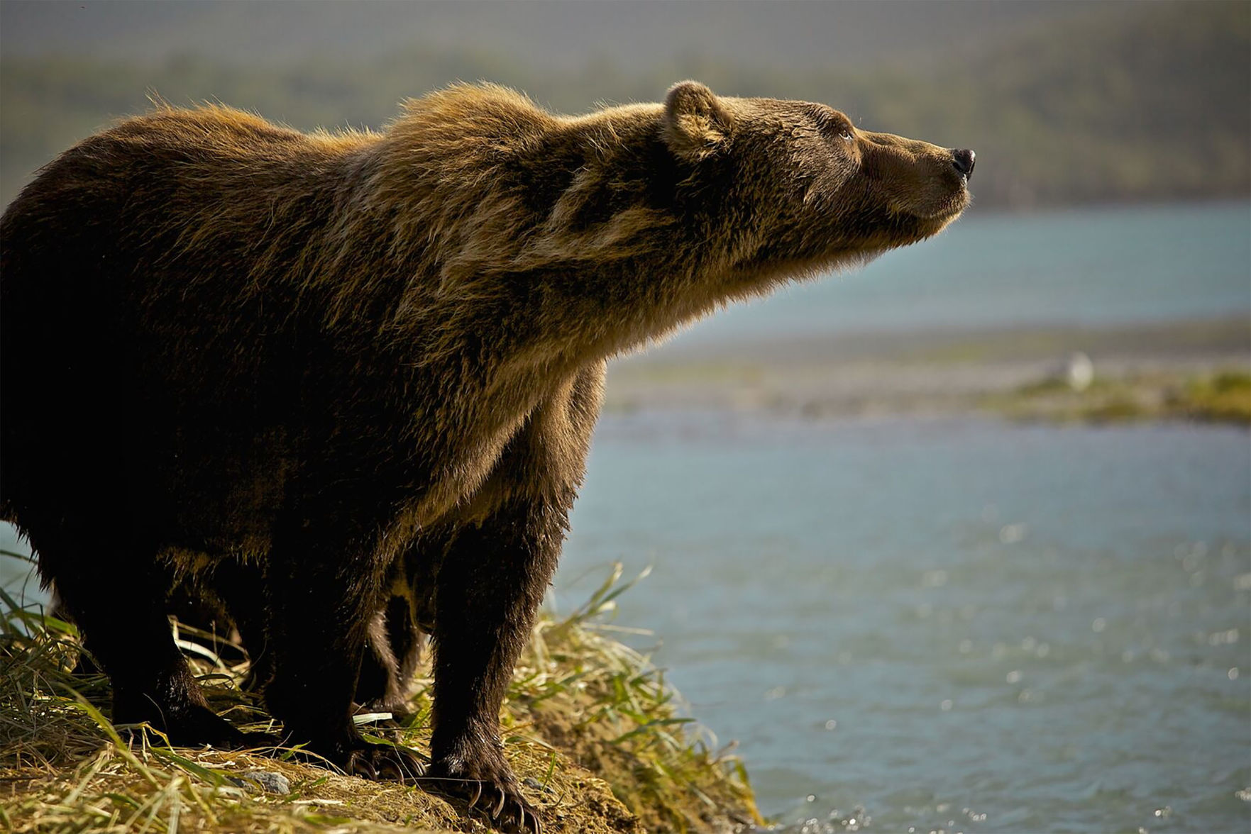 Public comment period open on grizzly bear reintroduction proposal