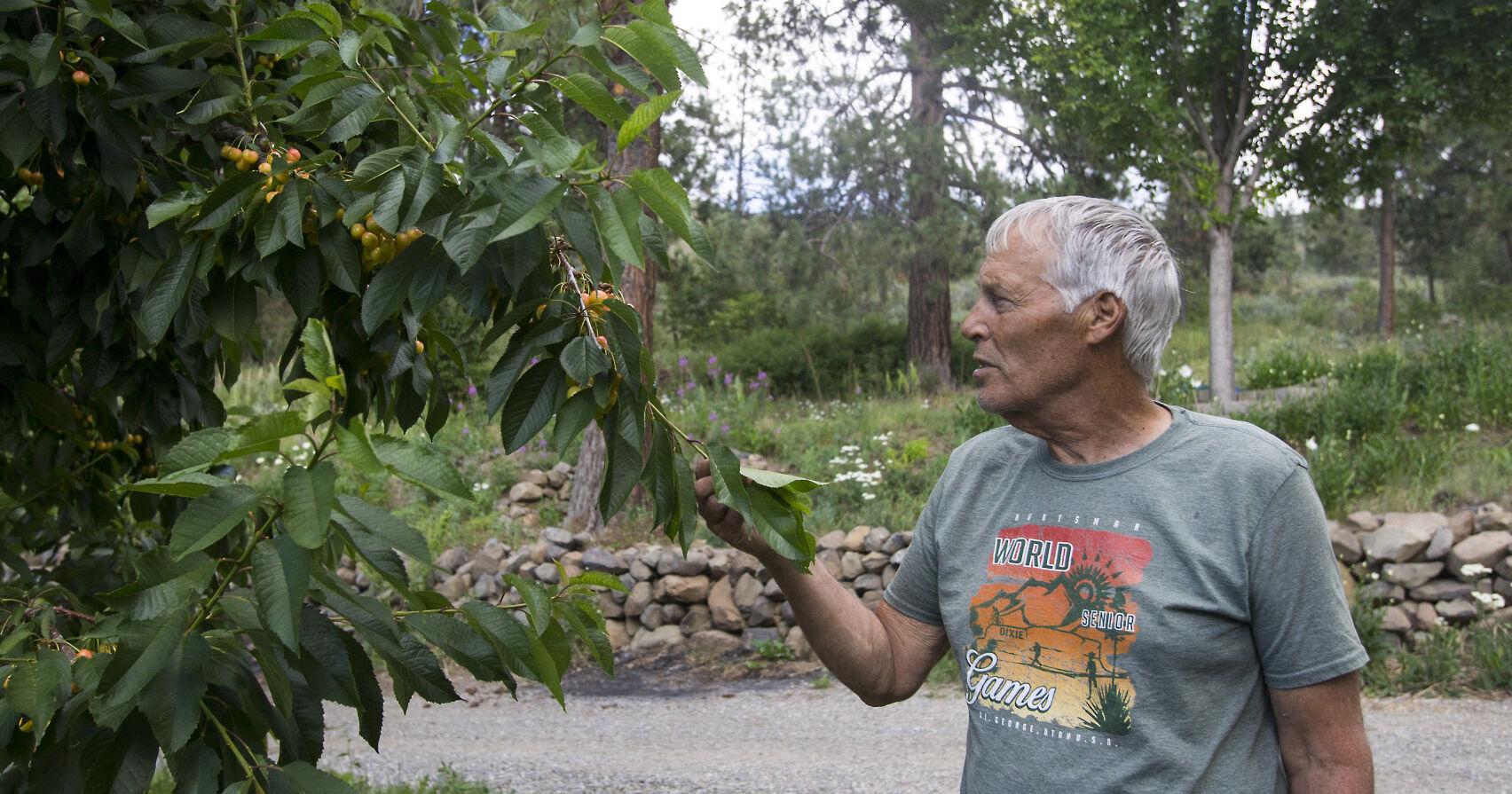 Washington cherry industry expects 8 million more 20-pound boxes than last year's harvest - Vimarsana News