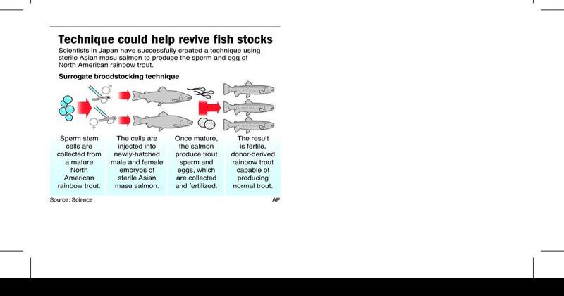Salmon spawn trout in Japanese experiment to help preserve fish | Northwest  | wenatcheeworld.com