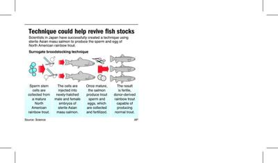 Salmon spawn trout in Japanese experiment to help preserve fish | Northwest  | wenatcheeworld.com