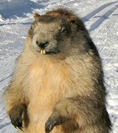 Happy Groundhog Day Snow Storm To Kick Off Six More Weeks Of