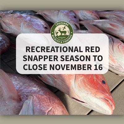 Red Snapper Rundown Recreational Red Snapper Season to Close November 16 at 11:59 pm ...