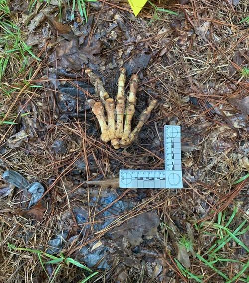 bear paw 2.jpg