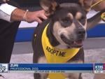 Paws to Care: Meet Zuri