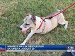 Winnie's Way rescue run to highlight adoptable dogs and support local rescues