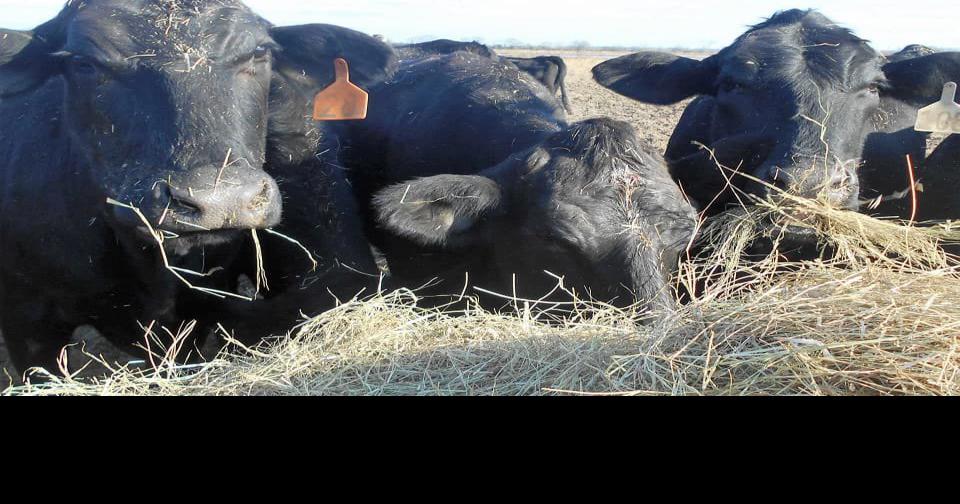 Five Cows Shot in Jeff Davis Parish | News | westcentralsbest.com
