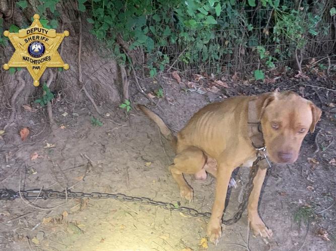 Natchitoches Man Arrested for Animal Cruelty Charges | News ...