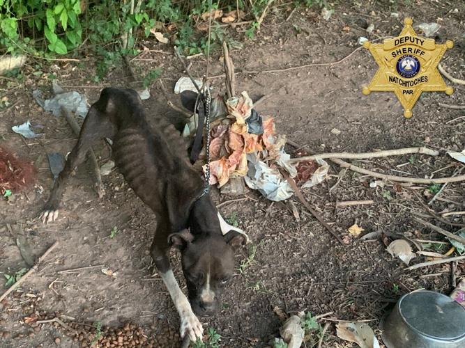 Natchitoches Man Arrested for Animal Cruelty Charges | News ...