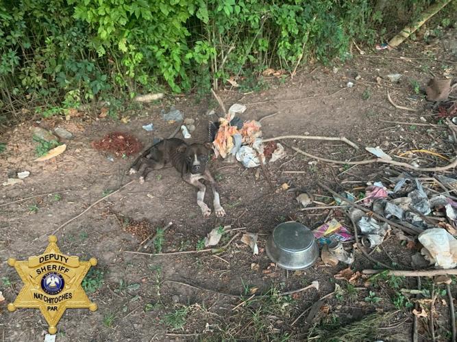 Natchitoches Man Arrested for Animal Cruelty Charges | News ...