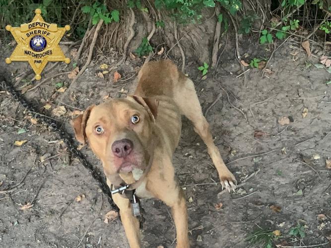 Natchitoches Man Arrested for Animal Cruelty Charges | News ...