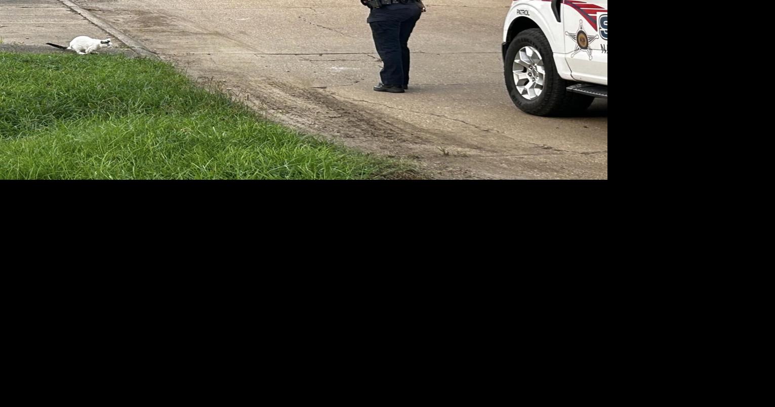 NPSO Deputy Stops to Feed Cat While Working Impact Detail | News ...